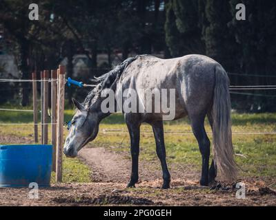 Gray horse in the pasture with braids braided on the mane Stock Photo