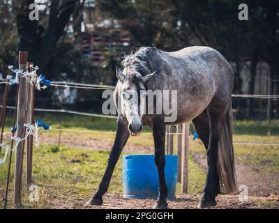 Gray horse in the pasture with braids braided on the mane Stock Photo