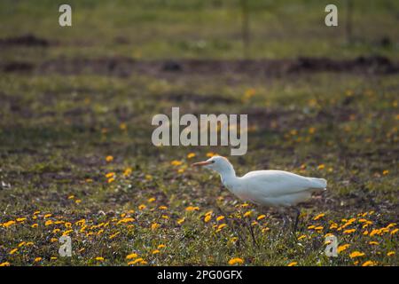 Cattle egret (Bubulcus ibis) - in a clearing in the glow of the rising sun Stock Photo