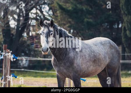 Gray horse in the pasture with braids braided on the mane Stock Photo