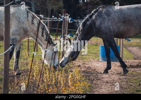 The love of two horses, gray and white, with braids on the mane. Close-up of horses in the pasture. Separated horses. Horses with braids Stock Photo