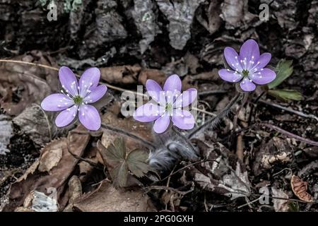 Purple hepatica wildflowers blooming in the springtime woods at Taylors Falls Lions Club South Park in Taylors Falls, Minnesota USA. Stock Photo