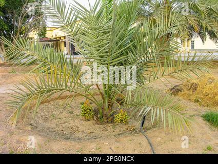 Date palms with bunches of dates Stock Photo