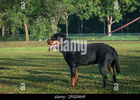 Portrait of handsome Rottweiler dog standing on the field. Stock Photo