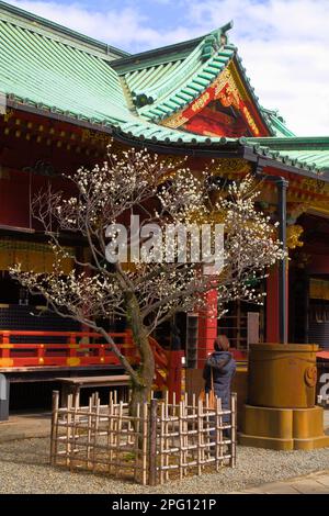 Japan, Tokyo, Nezu Shrine, shinto shrine, Stock Photo