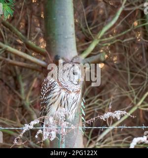 Northern Barred owl (Strix varia) sitting on barbed wire. Blackwater National wildlife Refuge. Maryland. USA Stock Photo