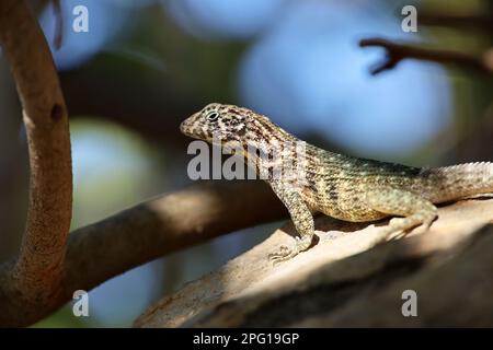 Portrait of Northern curly tail Lizard sitting on a tree. Iguana Leiocephalus carinatus on Cuba island Stock Photo