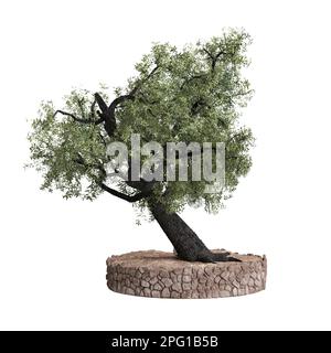 3d illustration of olive tree isolated on white background Stock Photo