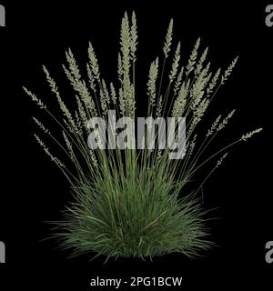 3d illustration of koeleria macrantha bush isolated on black background Stock Photo
