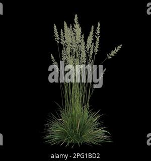 3d illustration of koeleria macrantha bush isolated on black background Stock Photo