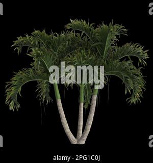 3d illustration of adonidia merrillii palm isolated on black background Stock Photo