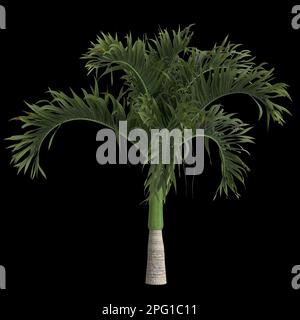 3d illustration of adonidia merrillii palm isolated on black background Stock Photo