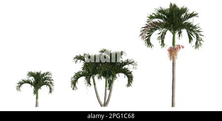 3d illustration of set adonidia merrillii palm isolated on white background Stock Photo