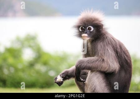 Shaggy cute young dusky leaf monkey (Trachypithecus obscurus) took out boiled rice from the dustbin and eats it. Stock Photo