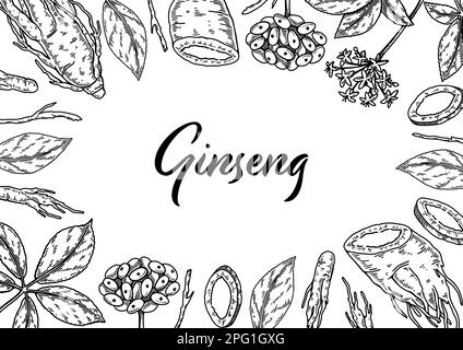 Ginseng horizontal design. Hand drawn botanical vector illustration in sketch style. Can be used for packaging, label, badge. Herbal medicine backgrou Stock Vector