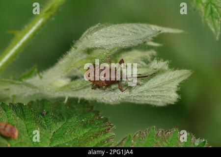 Natural closeup on a small brown European carpophagus Acorn weevil , Curculio glandium Stock Photo