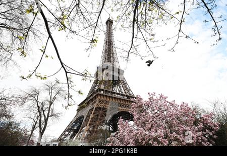 Paris, France. 19th Mar, 2023. This photo taken on March 19, 2023 shows blossoms at the Champ de Mars near the Eiffel Tower in Paris, France. Credit: Gao Jing/Xinhua/Alamy Live News Stock Photo