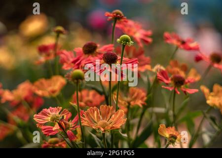 Bunch of Helenium autumnale flowers shot from above Stock Photo
