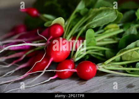 Fresh red radishes in a white colander. Farm organic vegetables. Gray background. Top view Stock Photo