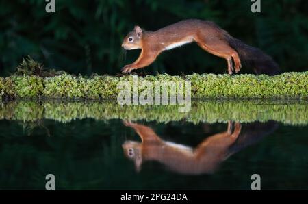 a red squirrel next to a pool. Taken at night with flash, it shows the animal jumping with a reflection in the water Stock Photo