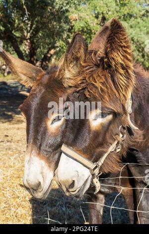 Brown Catalan donkey in a beige bridle with long hair on his ears Stock Photo