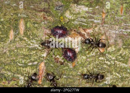 Globose scale, plum lecanium, Sphaerolecanium prunastri. Coccids ...