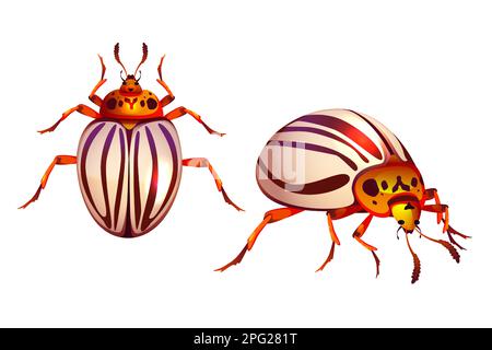 Colorado beetle, potato bug realistic vector illustration. Adult insect agricultural pest with striped wings, ten-striped spearman close-up cartoon top side view, isolated on white background Stock Vector