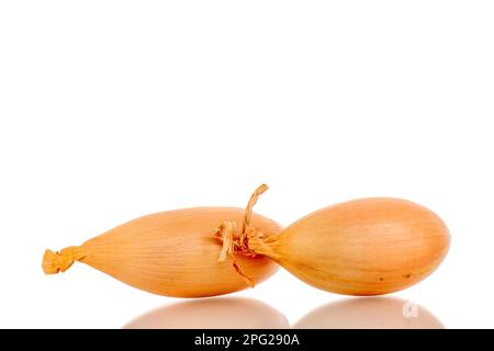 Two golden shallots, macro, isolated on white background. Stock Photo