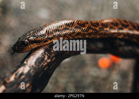 Wild brown snake python crawling on a tree branch in the wildlife Stock Photo