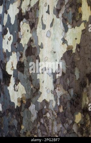 Close up view of grey bark on the trunk of a tree with different patterns. Stock Photo