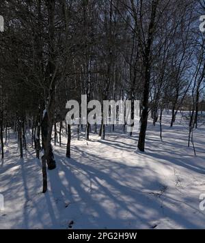 snow on birch / beech trees Hemplow Wood Marsden Stock Photo