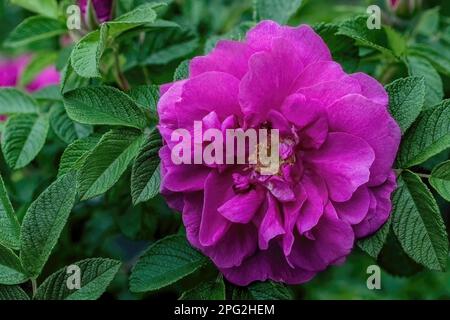 Pretty deep pink rose on a rosebush on a spring evening in St. Croix Falls, Wisconsin USA. Stock Photo
