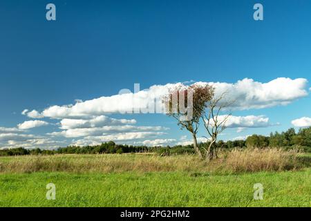 Wild tree in the meadow and white clouds on the blue sky, summer view Stock Photo