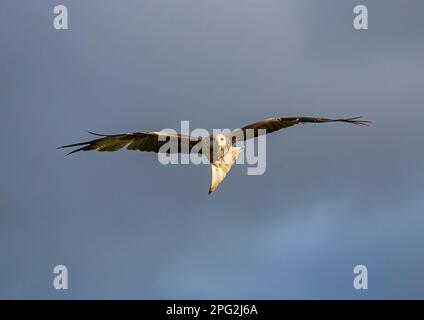 Close up of a colourful Red Kite (Milvus milvus) in flight  in an atmospheric stormy sky. Brought back from the brink of extinction in the UK. Suffolk Stock Photo