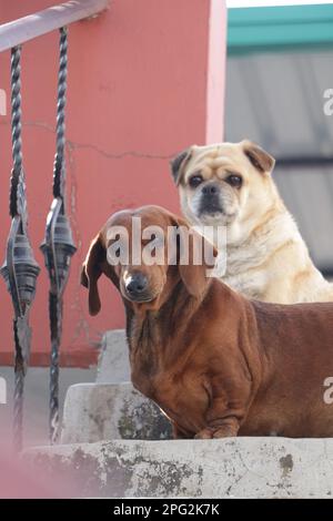 A cream-colored pug as well as a brown Dachshund Breed dog ,sitting on a stairs . Stock Photo