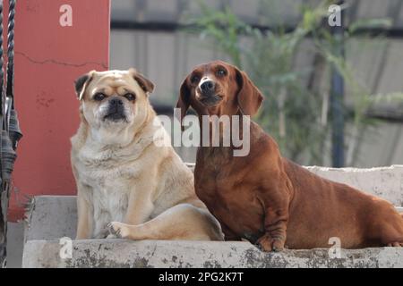 A cream-colored pug as well as a brown Dachshund Breed dog ,sitting on a stairs . Stock Photo