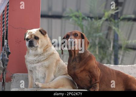 A cream-colored pug as well as a brown Dachshund Breed dog ,sitting on a stairs . Stock Photo