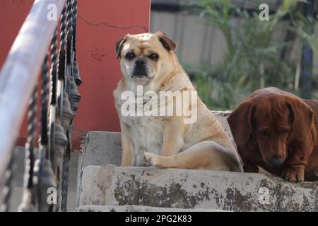 A cream-colored pug as well as a brown Dachshund Breed dog ,sitting on a stairs . Stock Photo