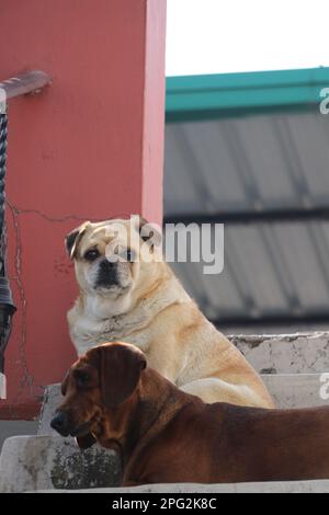 A cream-colored pug as well as a brown Dachshund Breed dog ,sitting on a stairs . Stock Photo