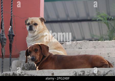 A cream-colored pug as well as a brown Dachshund Breed dog ,sitting on a stairs . Stock Photo