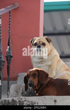 A cream-colored pug as well as a brown Dachshund Breed dog ,sitting on a stairs . Stock Photo