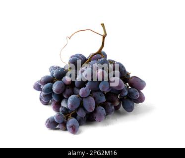 A bunch of blue grapes on a white background with water drops. Grapes with a branch. Grapes on a branch. Stock Photo