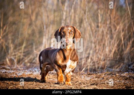 Short-haired brindle Dachshund. Adult male standing on a frozen meadow. Germany Stock Photo