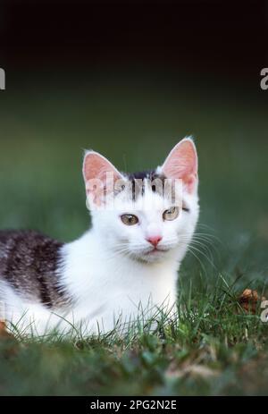 Domestic cat. Juvenile cat lying on a meadow. Germany. Stock Photo