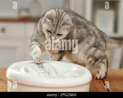 Domestic cat. Adult cat playing with indoor fountain. Germany Stock Photo