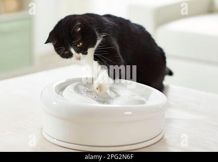 Domestic cat. Adult cat playing with water at an indoor fountain. Germany Stock Photo