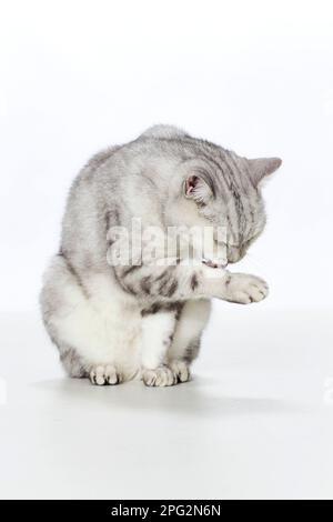 British Shorthair cat. Adult cat sitting, licking its paw. Studio picture against a white background Stock Photo