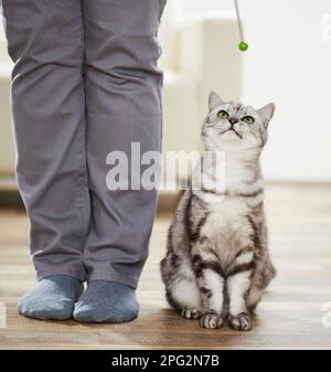 With the help of a target stick, a British Shorthair cat sits obediently next to a human. Germany Stock Photo