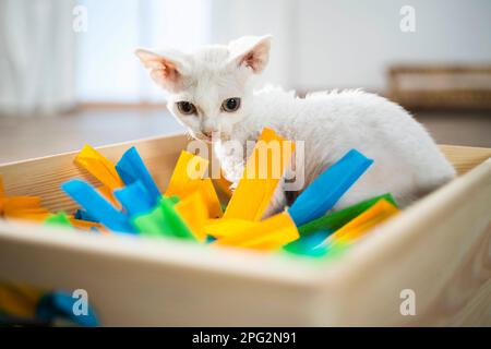 Devon Rex. Kitten sitting in a box filled with paper, fine toy for cats. Germany Stock Photo