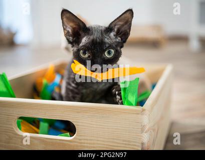 Devon Rex. Kitten playing in a box filled with paper, fine toy for cats. Germany Stock Photo